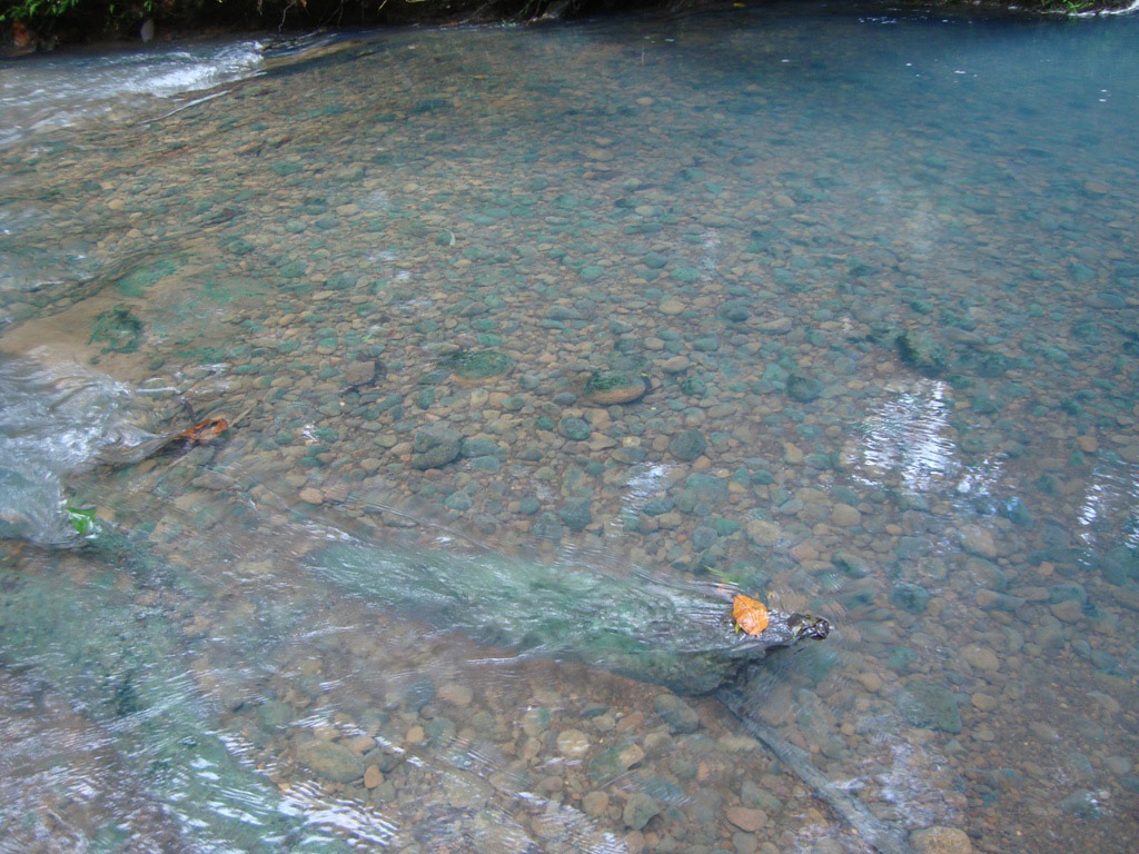 Rio Celeste Guided Rainforest Hike - Northern Mountain Zone / Arenal