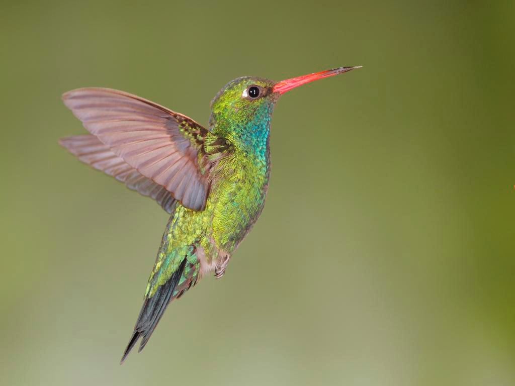 Bird Park - Iguazu Falls
