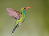 Bird Park