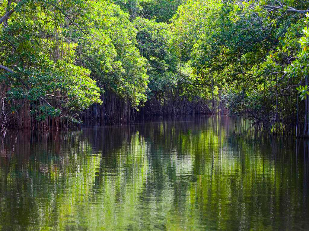 Sao Francisco River Nature Santuary - Maceio
