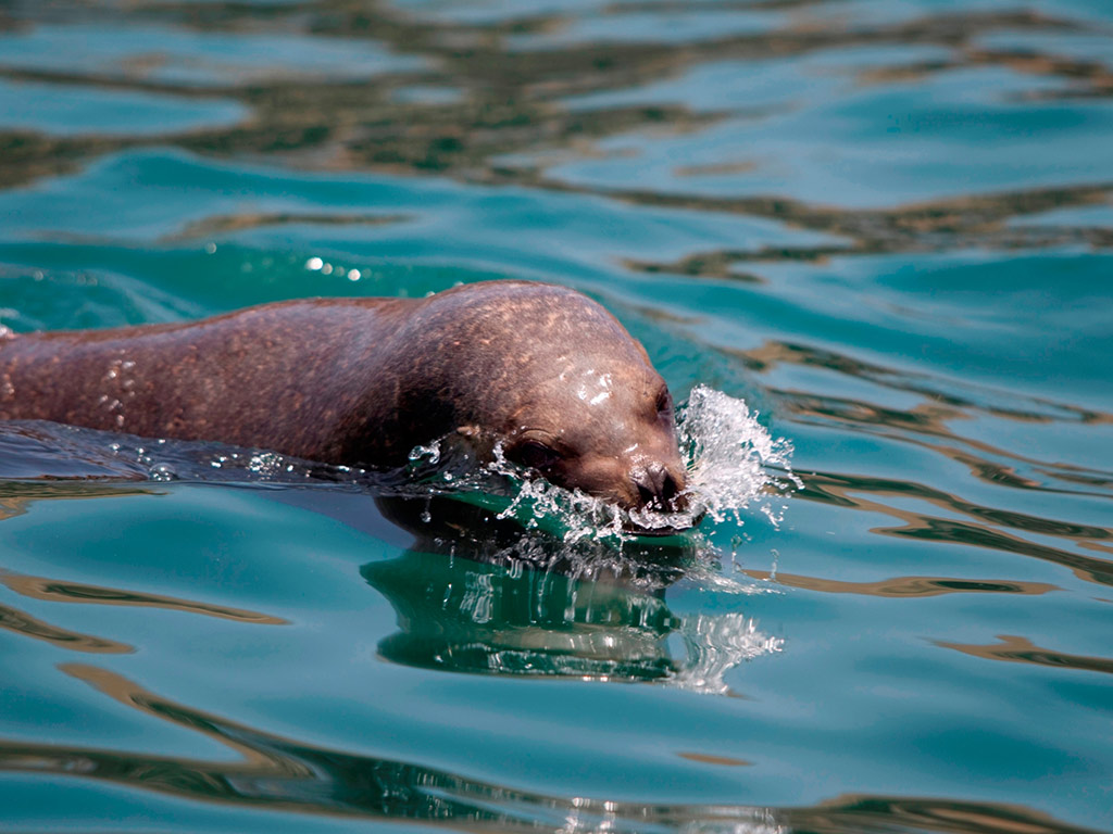 Swim with Sea Lions in Palomino Islands - Lima