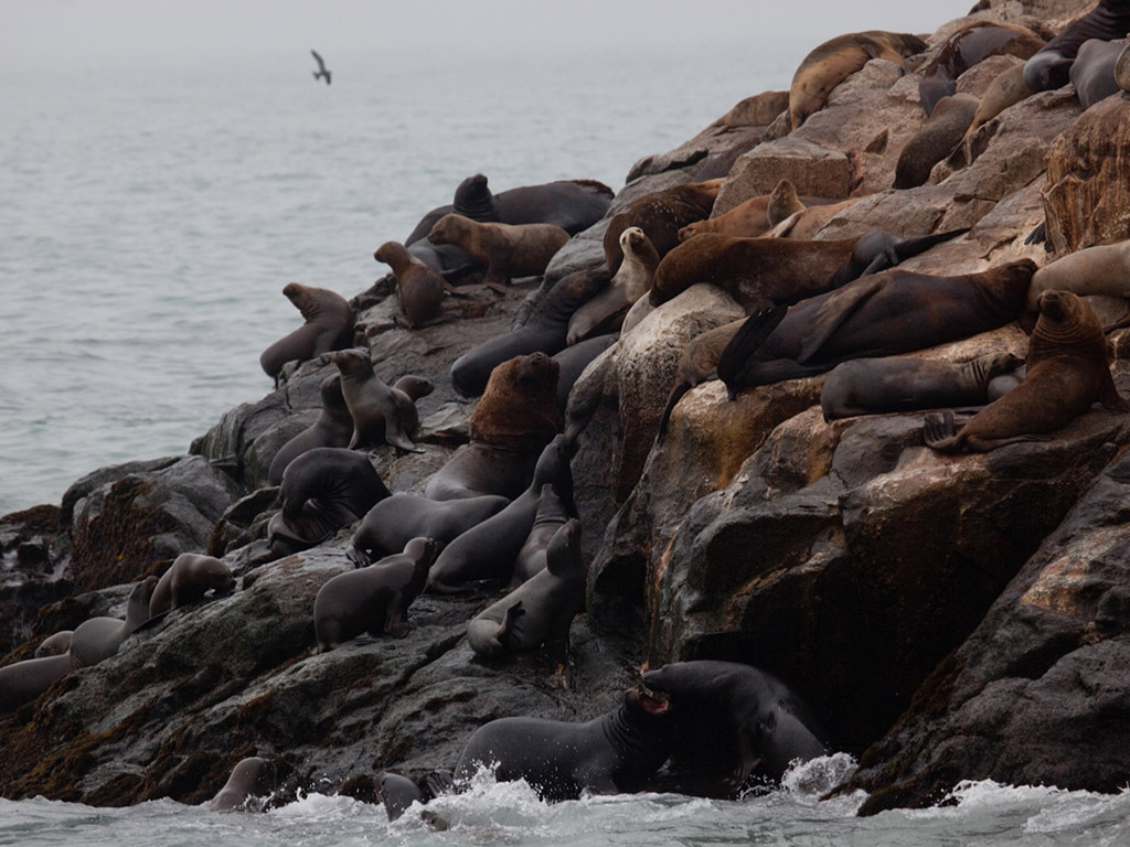 Swim with Sea Lions in Palomino Islands - Lima