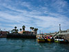 Palomino Island