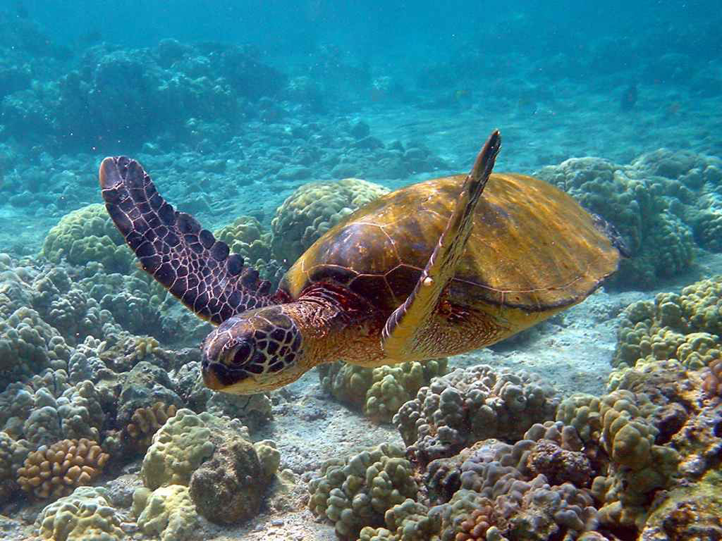 Praia Do Forte & Sea Turtle - Salvador da Bahia - Costa Do Sauipe