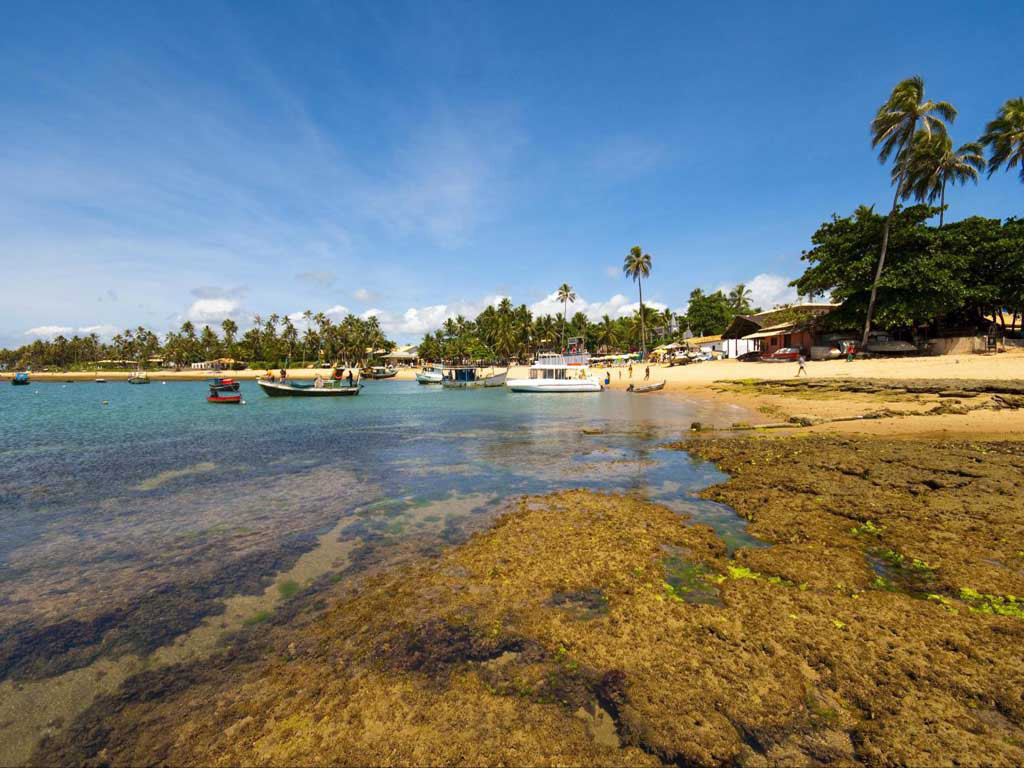 Praia Do Forte & Sea Turtle - Salvador da Bahia - Costa Do Sauipe