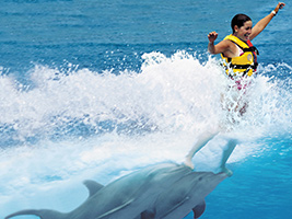 Dolphin Royal Swim, Aquaventuras