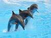 Seaquarium Seal Swim