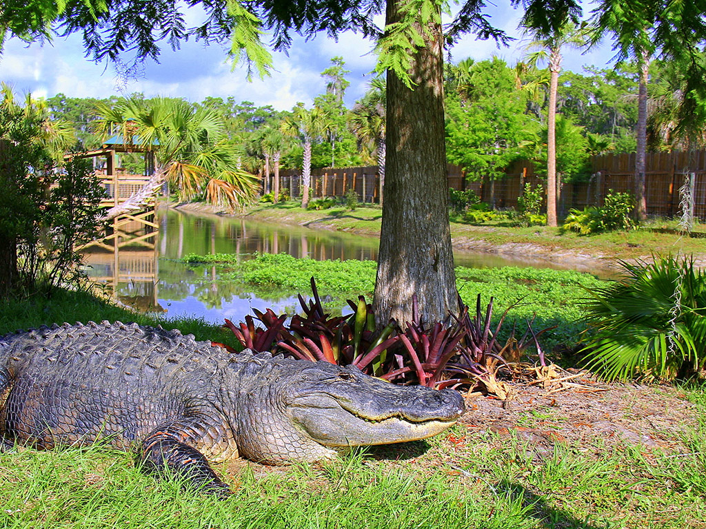 Wild Florida and Wildlife Park