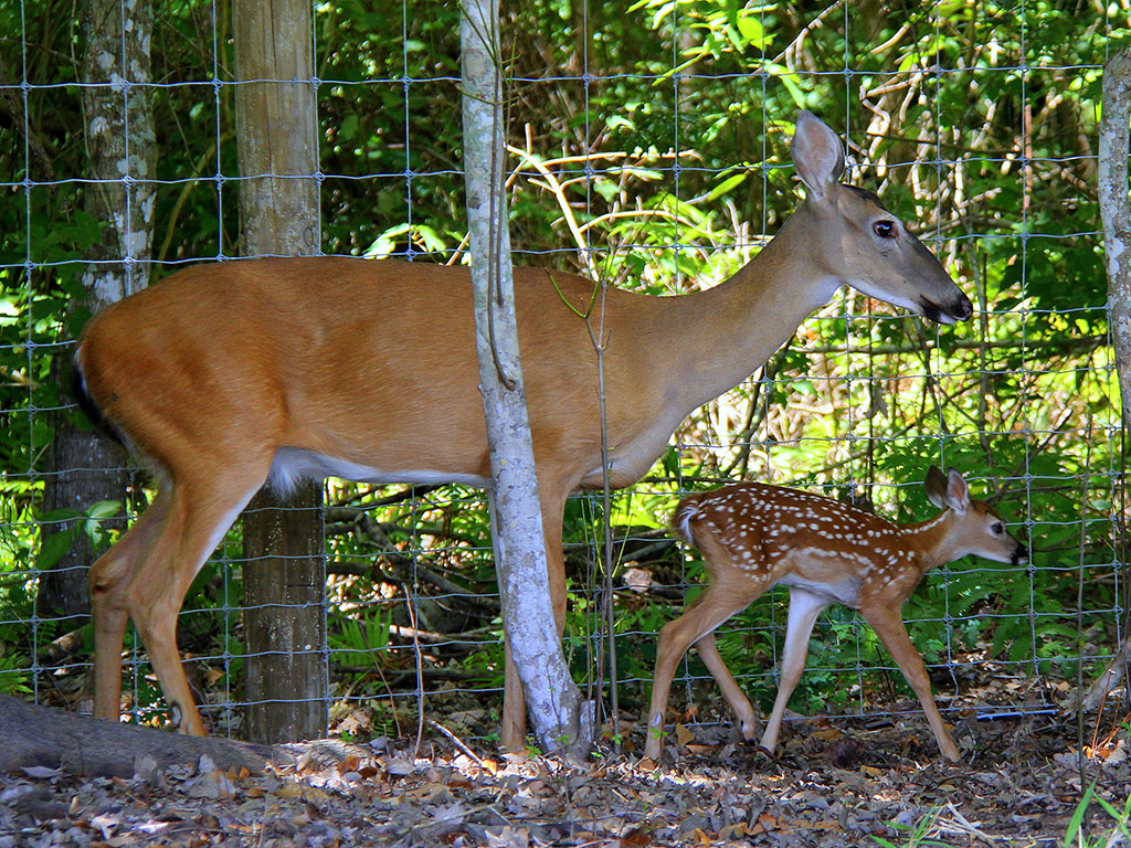 Wild Florida and Wildlife Park