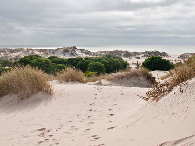 Doñana Natural and National Park Tour