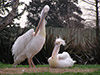 Temaiken Park