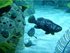 Istanbul aquarium and shopping tour