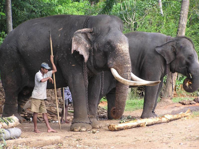 Discover Kandy City - Full-Day Tour - Colombo