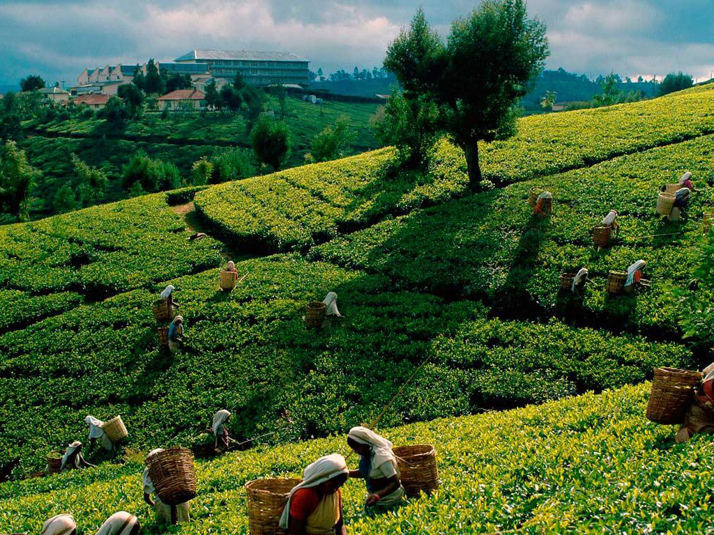 Discover Kandy City - Full-Day Tour - Colombo