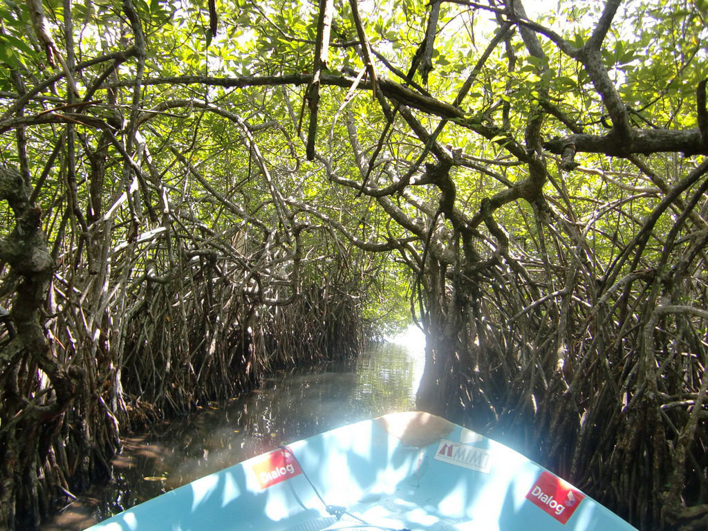 Madhu River Safari - Bentota