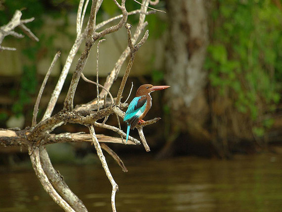 Madhu River Safari - Bentota