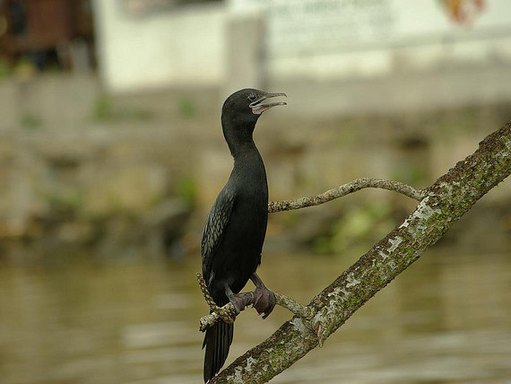 Madhu River Safari - Bentota