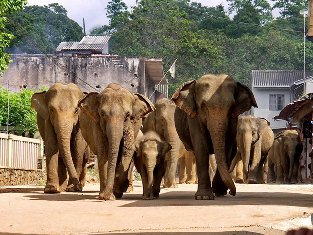 Visit Pinnawala Elephant Orphanage - Full-DayTour  - Colombo