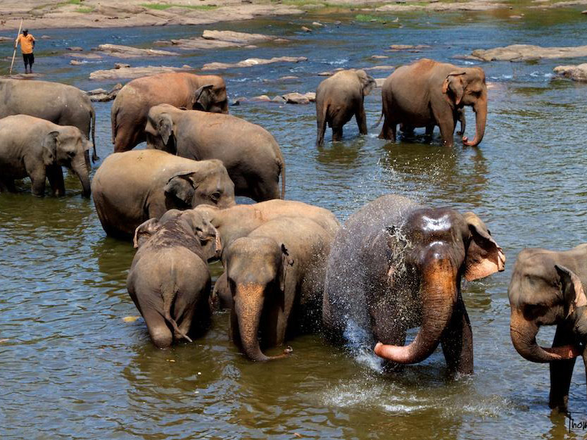 Visit Pinnawala Elephant Orphanage - Full-DayTour  - Colombo
