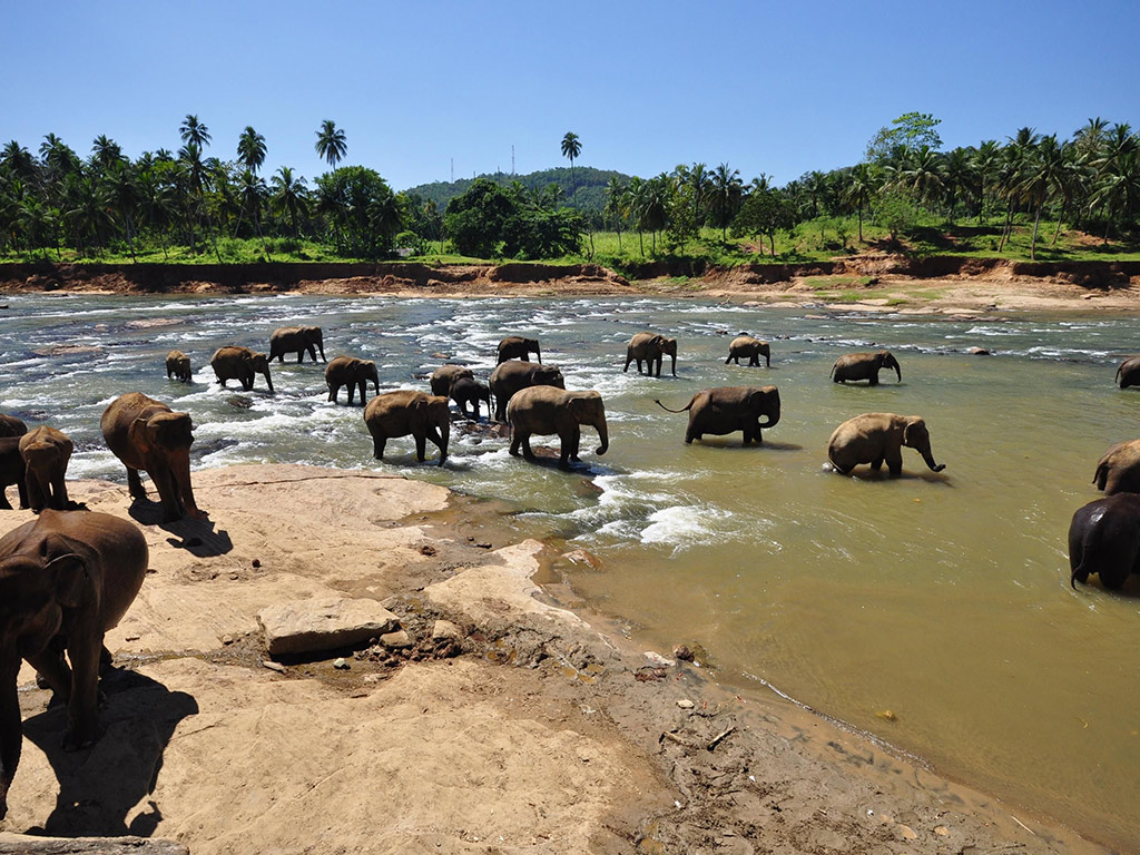 Visit Pinnawala Elephant Orphanage - Full-DayTour  - Colombo