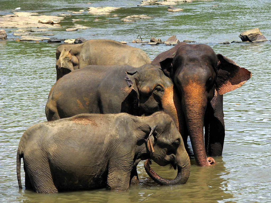 Visit Pinnawala Elephant Orphanage - Full-DayTour  - Colombo