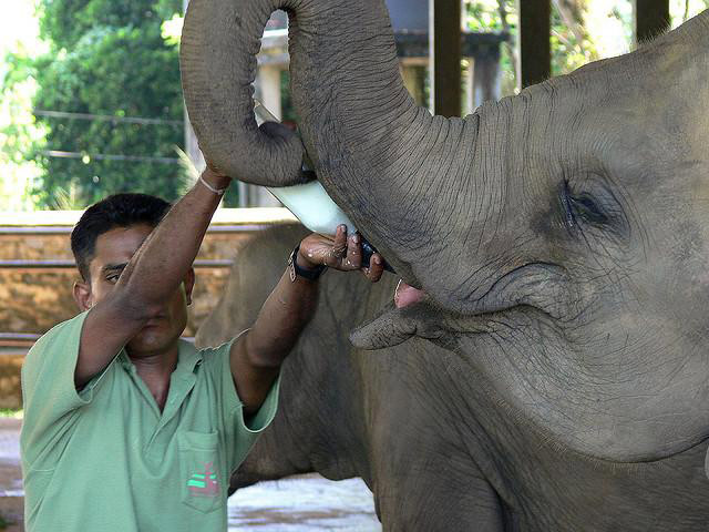 Visit Pinnawala Elephant Orphanage - Full-DayTour  - Colombo