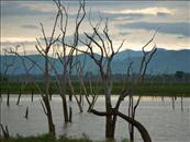 Udawalawe - Bentota