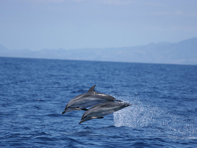 Whale Watching in the Azores