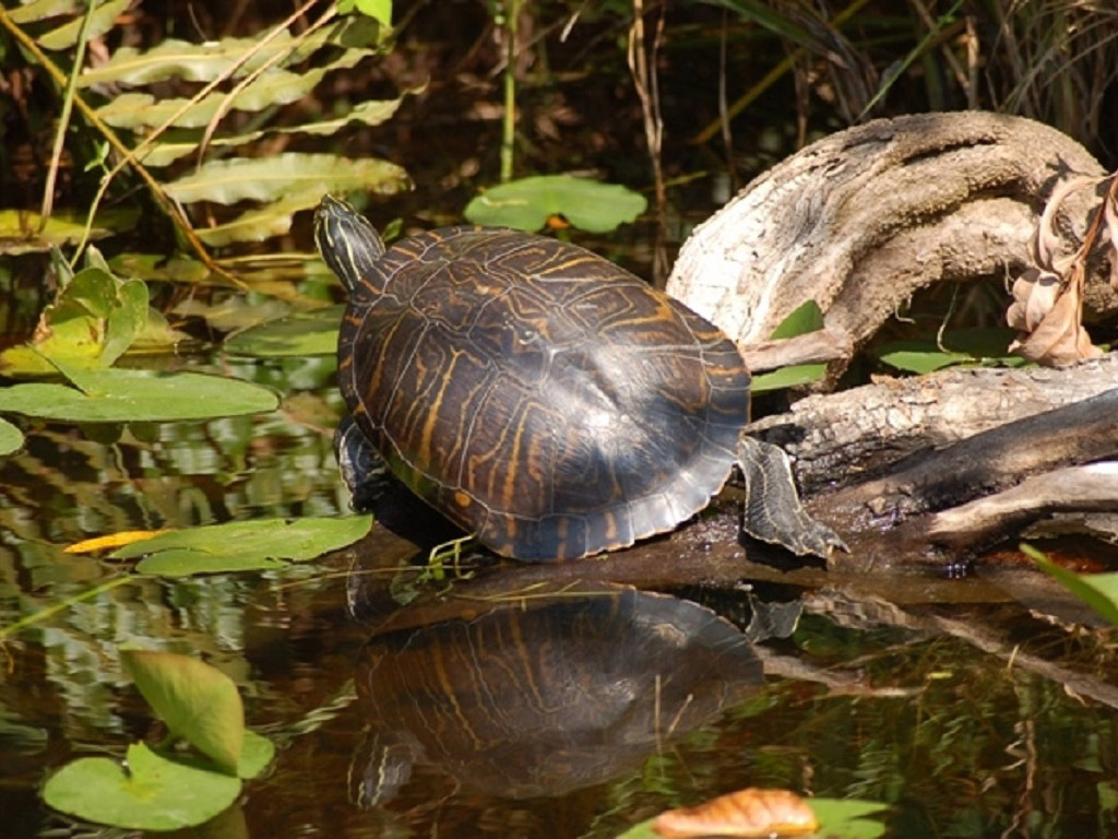 Everglades Airboat Adventure and Biscayne Bay Cruise - Miami