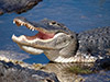 Special Discount Offer: Everglades Airboat Adventure and Biscayne Bay Cruise
