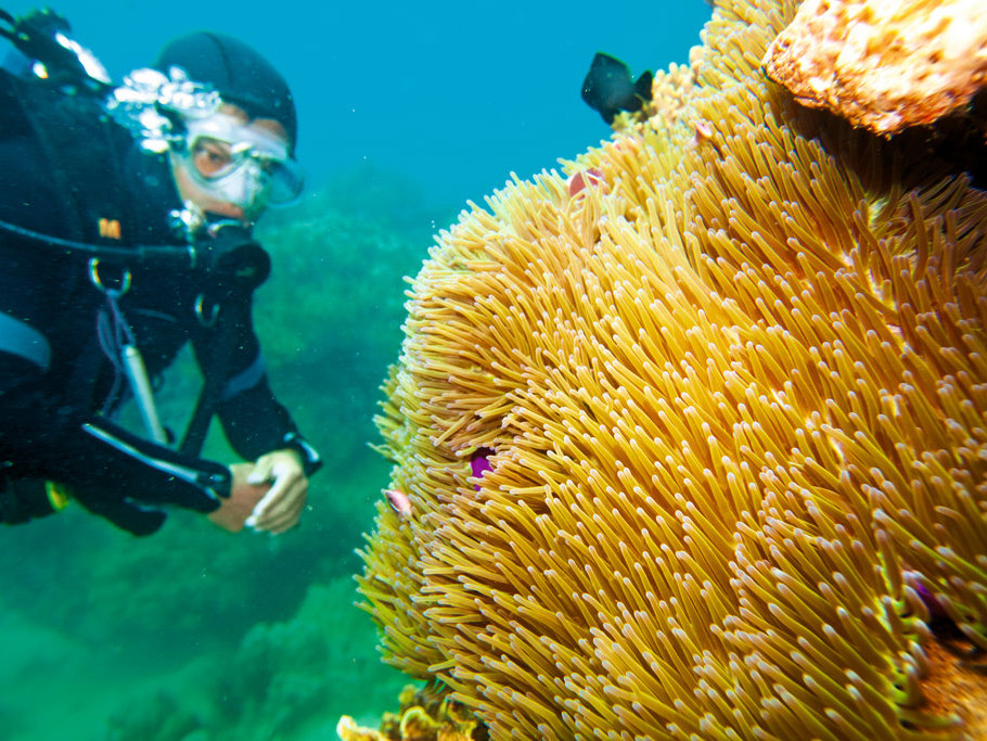 Buceo en Punta en inglés Buceo en Punta en inglés