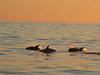 Whale watching in the Midnight Sun - with transfer