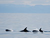 Winter Whale Watching Tour with Transport in English