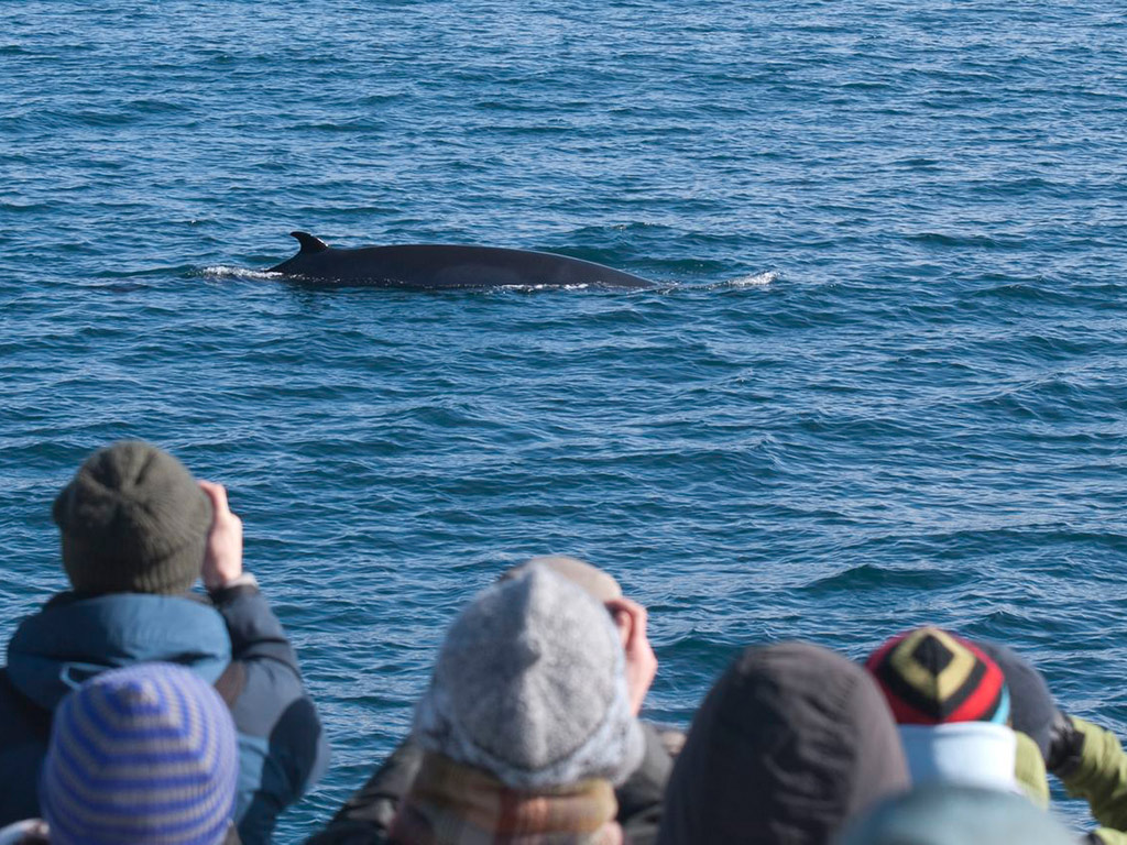 Whale Watching Tour - With Transfers