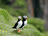 Puffin Watching Tour