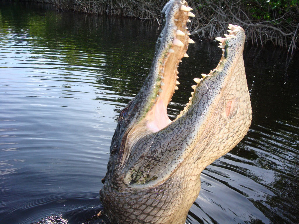 Gators, gators, gators
