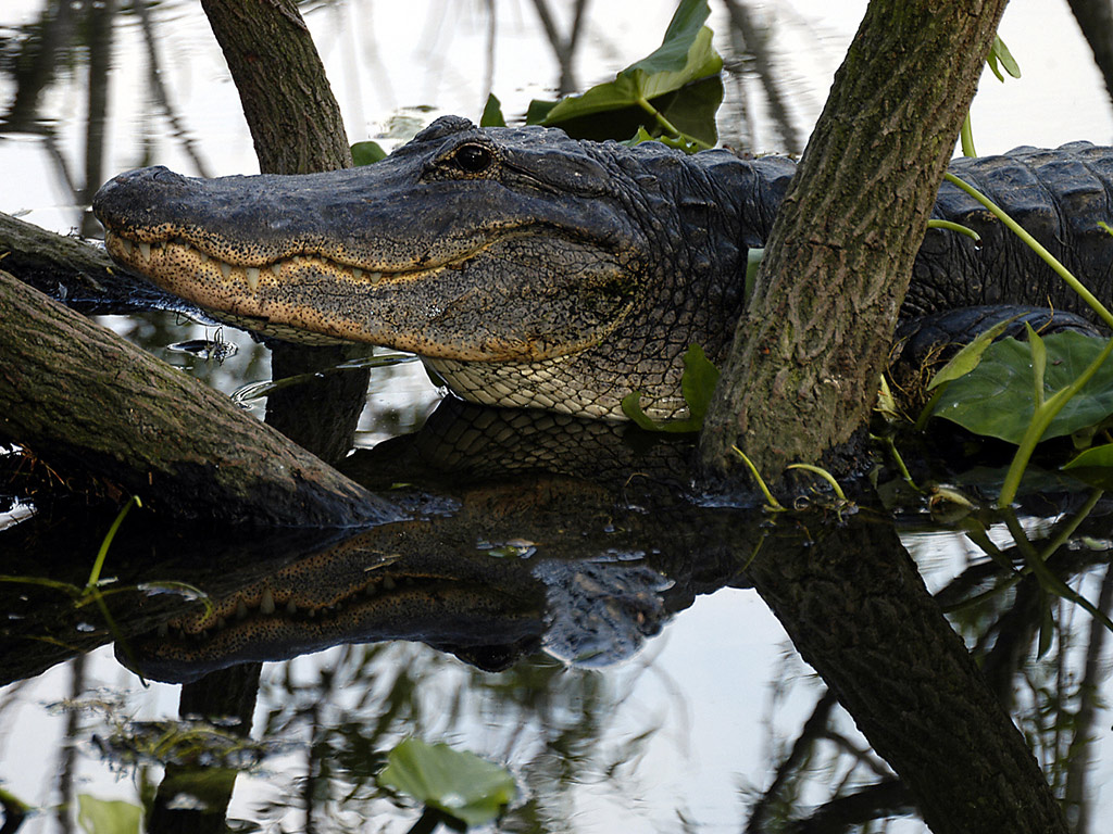 Gators, gators, gators