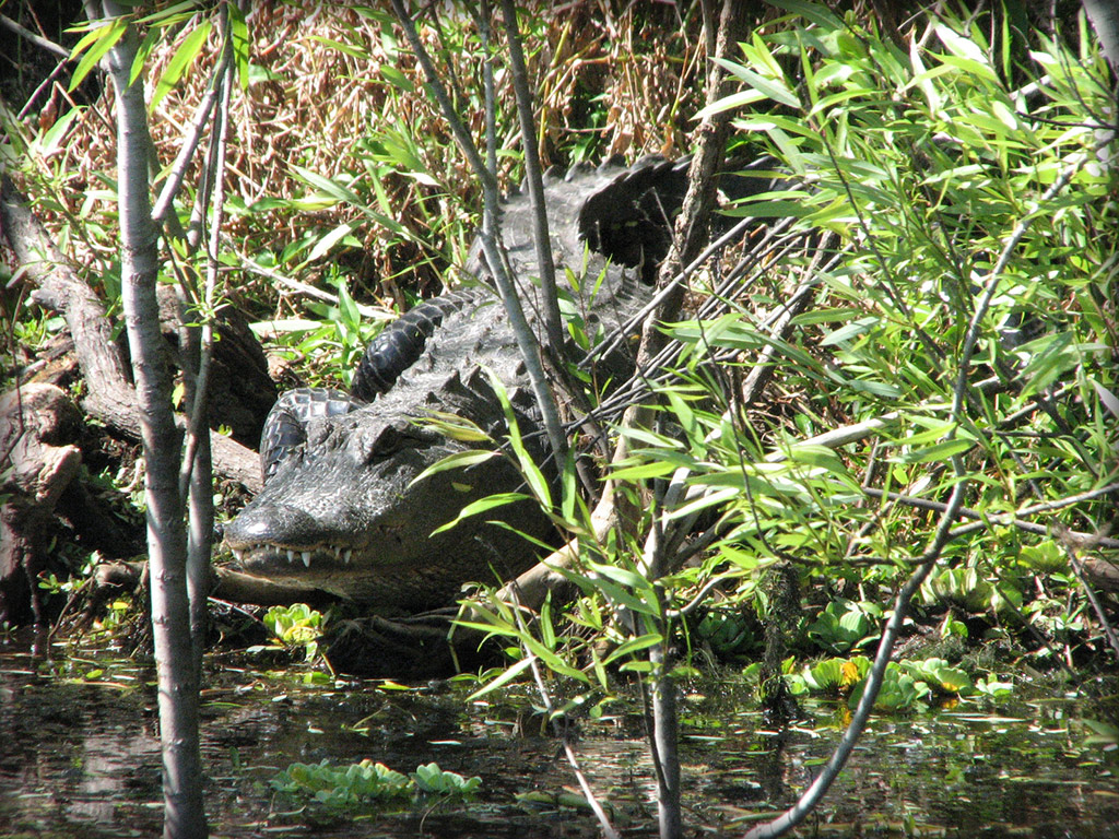 Gators, gators, gators