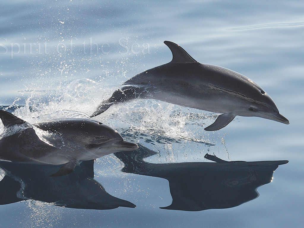 Spirit of the Sea cruise with transfer