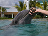 Seaquarium Dolphin Odyssey Interaction