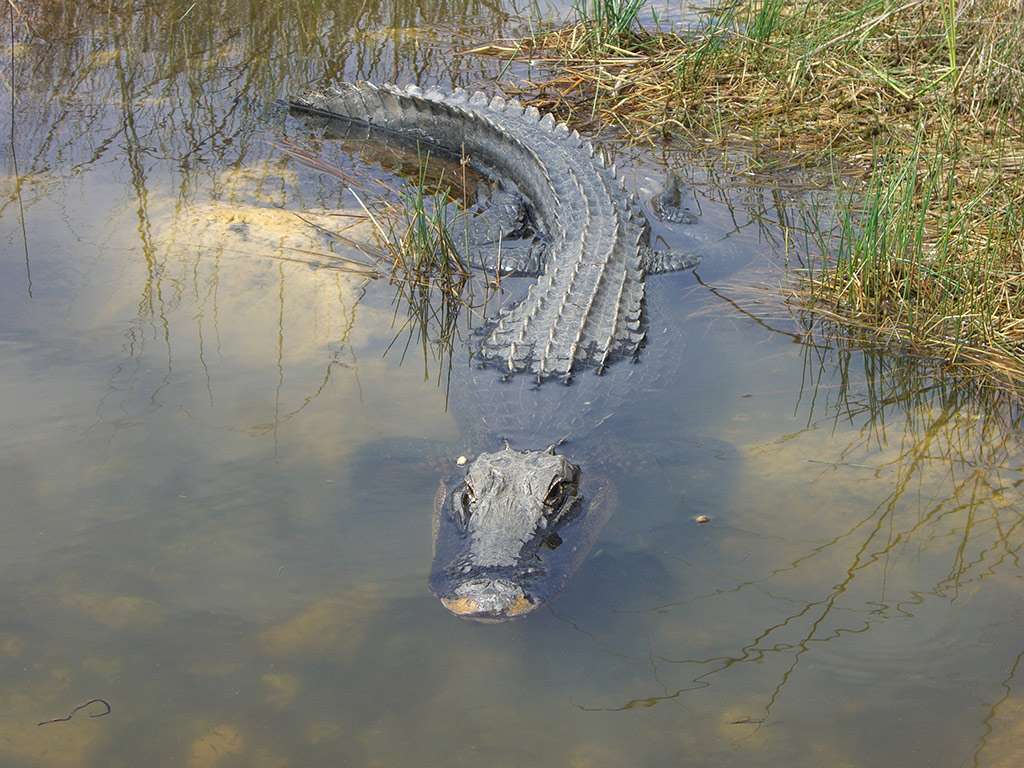 Everglades Airboat Adventure Tour - Miami