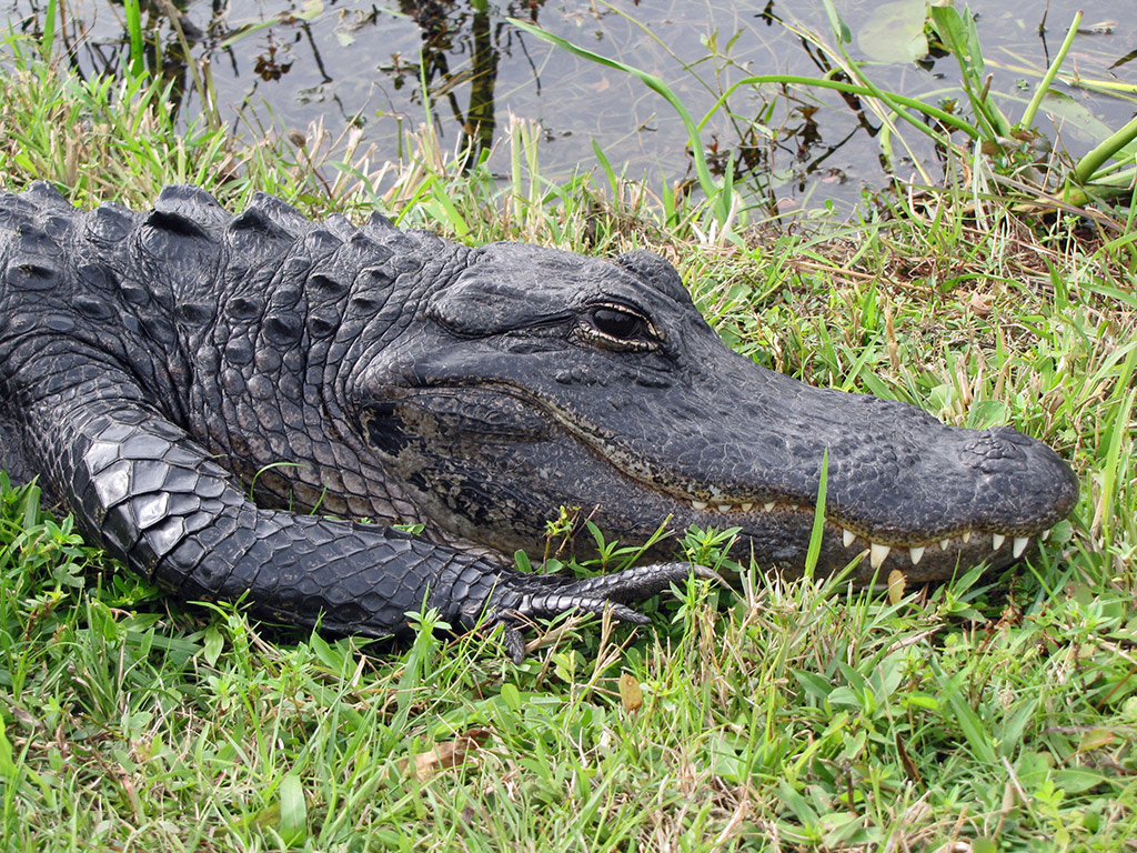 Everglades Airboat Adventure Tour - Miami