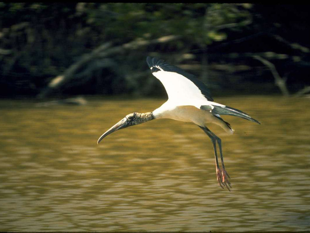 Everglades Airboat Adventure Tour - Miami
