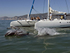 Dolphin watching excursion and Jeep ride