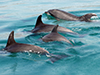 Dolphin watching in the Sado Estuary