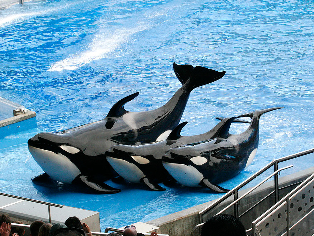 Theme Park Roundtrip Private Transfer - Orlando - Florida