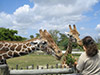 Zoo Miami Interactive Safari
