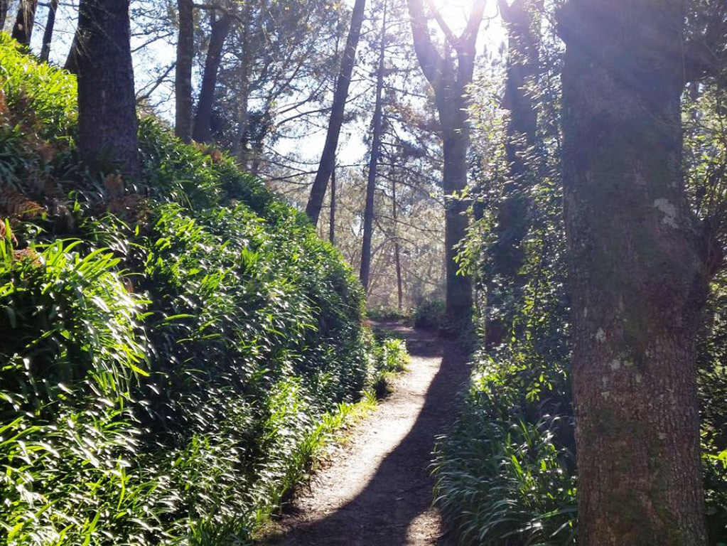 Paradise Valley- Half day levada walk
