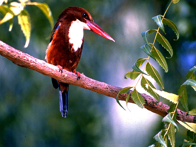 Excursion to Bharatpur (54 Kms) - Private Tour