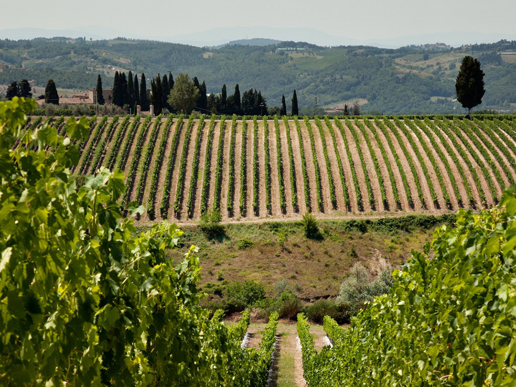 Chianti and Castle - Small Group Tour (Tour)